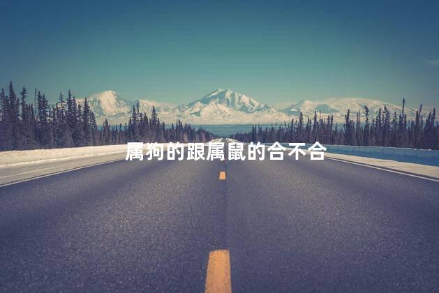 属狗的跟属鼠的合不合