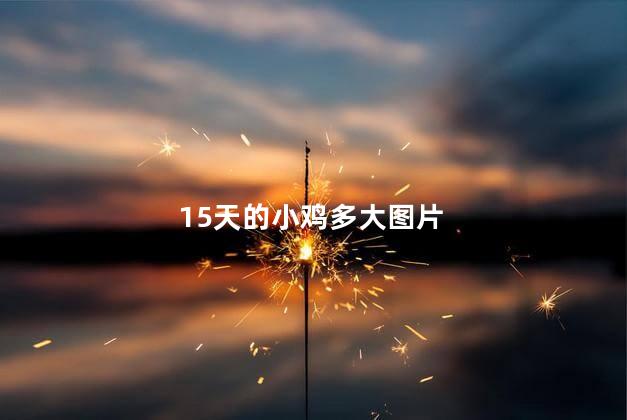 15天的小鸡多大图片