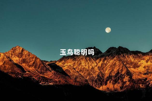 玉鸟聪明吗